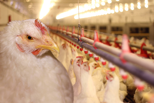 FDA Admits Chicken Meat Contains Arsenic