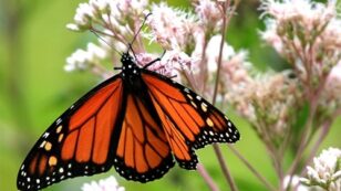 David Suzuki: How to Save the Monarch Butterfly