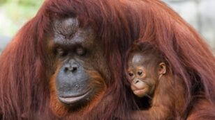 How Food With Palm Oil is Wiping Out Orangutans and Enslaving Workers