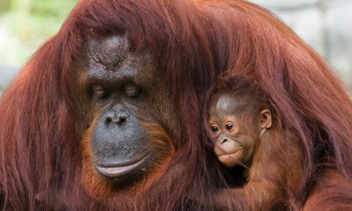 How Food With Palm Oil is Wiping Out Orangutans and Enslaving Workers