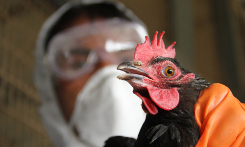 South Korean Poultry Approved for Sale in U.S. Despite Bird Flu Outbreak