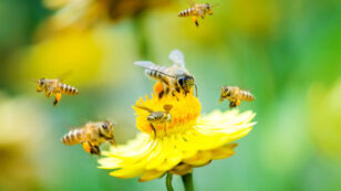 Global Ban on Bee-Killing Neonics Needed Now