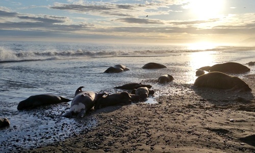 25 Walruses Killed on Alaskan Beach, Beheaded and Missing Tusks