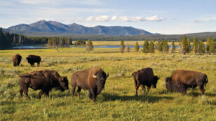 405 Wild Bison Slaughtered in Yellowstone National Park So Far This Season