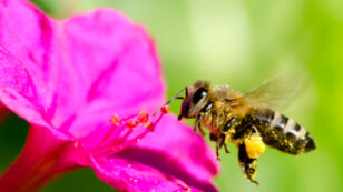 Study Finds Honey Bee Colony Losses More Than Double Since Last Winter