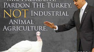 Mr. President: Pardon the Turkey, Not Factory Farming