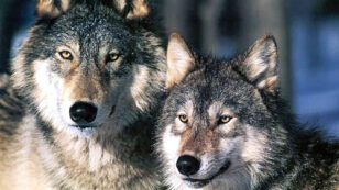 ACTION: Help Stop Tar Sands Wolf Kills