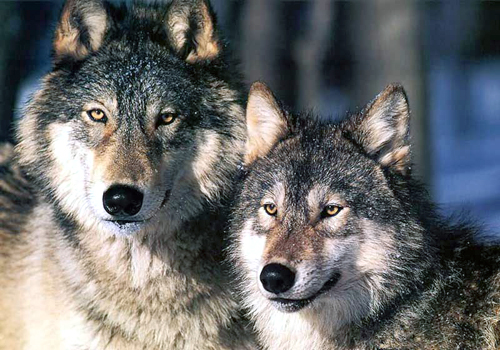 ACTION: Help Stop Tar Sands Wolf Kills