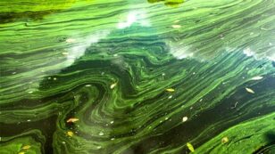 Scientists Turn Green Algae Into Biofuel at $50 a Barrel