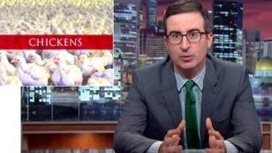 Watch John Oliver’s Hilarious Rant Exposing the Horrors of the Chicken Industry