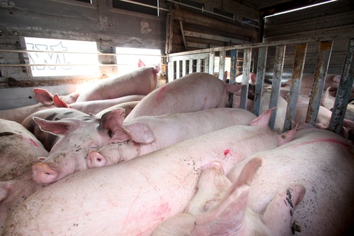 Polluting Hog Farm Threatened With Lawsuit for Violations of Clean Water Act