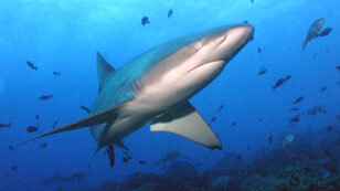 3 Reasons Humans Are to Blame for Hysteria Over Sharks
