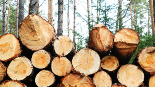 4 Ways Companies Can Ensure Wood Comes From Legal Logging