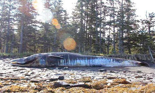 30 Whales Have Died Off the Coast of Alaska and No One Knows Why