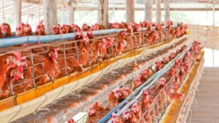 How to Avoid Factory Farmed Foods