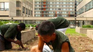 10 Urban Farming Projects Flourishing in Boston
