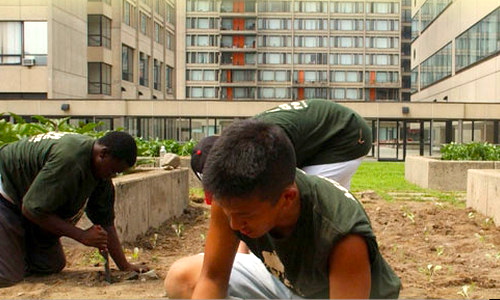 10 Urban Farming Projects Flourishing in Boston