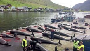 Pilot Whales Brutally Slaughtered in Yet Another Horrific Faroe Islands Grind