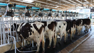 Gutting of Industrial Dairy Farm Regulations Puts New York’s Water Quality at Risk