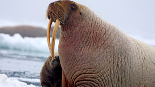 Lawsuit Filed to Protect Struggling Walruses from Arctic Oil Drilling