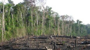 U.S. Banks Financing Rainforest Destruction for Palm Oil Plantations