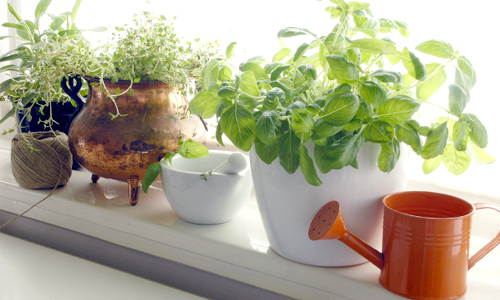 How to Create Your Indoor Edible Garden