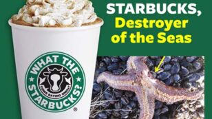 Starbucks, Destroyer of the Seas