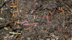 Vermiculture: An Easy Alternative to Outdoor Composting