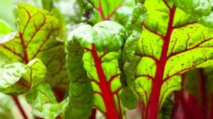 7 Reasons to Eat Swiss Chard (The Ultimate Superfood)