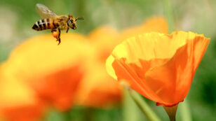 Pesticide Companies Sue EU Commission for Protecting Pollinators