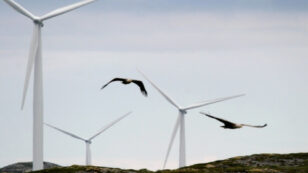 Wind Energy Threat to Birds Is Overblown