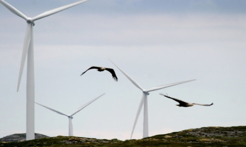 Wind Energy Threat to Birds Is Overblown