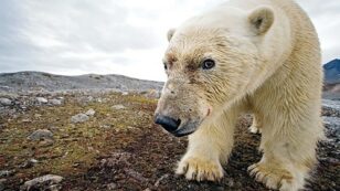 14 Reasons Why We Must Never Drill in the Arctic