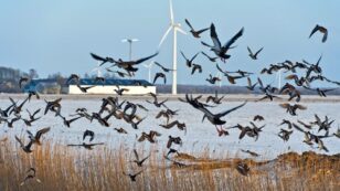 Wind Energy Company Fined $1 Million in First-Ever Settlement Over Bird Deaths Caused by Turbines