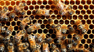 California Legislature Delays Crucial Honeybee Protections