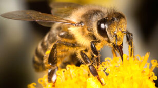 EPA Approves Another Pesticide Highly Toxic to Bees