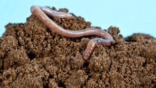 Earthworms Detoxify Pesticides From Soil at Significant Cost