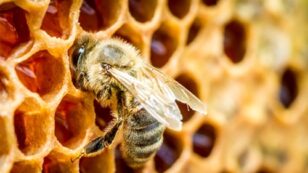 3 Problems With Obama’s Plan to Save the Bees