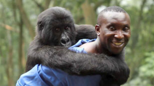 Oscar Nominated ‘Virunga’ Instrumental in Protecting Africa’s Oldest National Park