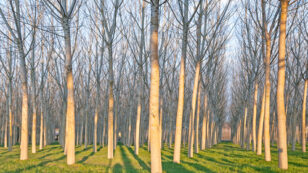 Genetically Engineering Trees for Biofuel Undermines Real Energy and Climate Solutions