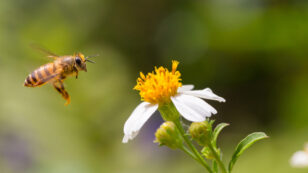 EPA Approves New Pesticide Highly Toxic to Bees