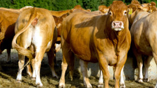 Is ‘Sustainable Beef’ an Oxymoron?
