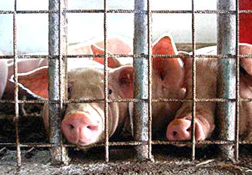 How Factory Farming Contributes to Global Warming