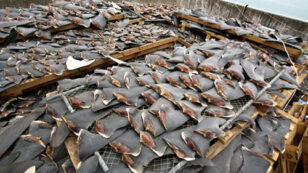 Shark Finning Kills 100 Million Sharks a Year, International Commission Fails to Address Crisis