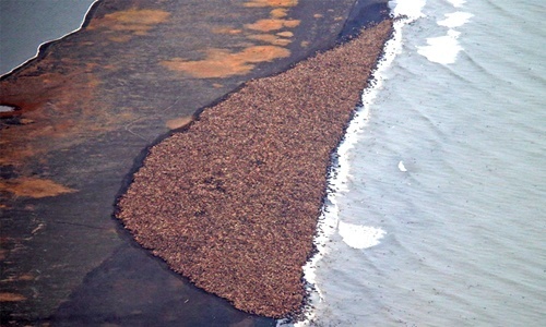 Thousands of Walruses Stranded Ashore in Alaska Once Again Due to Rapidly Melting Sea Ice