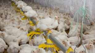 Will Arsenic Finally be Removed From Poultry Production?