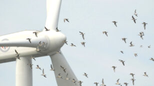 Advocacy Groups Say 1,000 Wind Turbine Project Could Cause Eagle Deaths