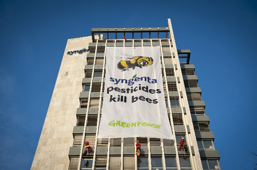 Greenpeace: Syngenta Pesticides Kill Bees