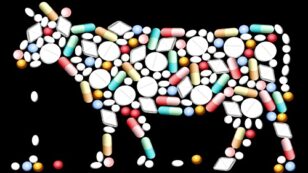 Newly Disclosed Documents Reveal Livestock Antibiotic Use by FDA Despite ‘High Risk’ to Humans