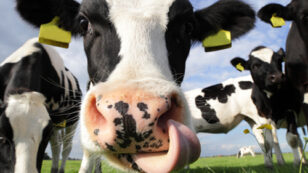 Ice Cream Giant Announces Plans to Stop Using Milk From Cows Treated With Artificial Hormone rBST
